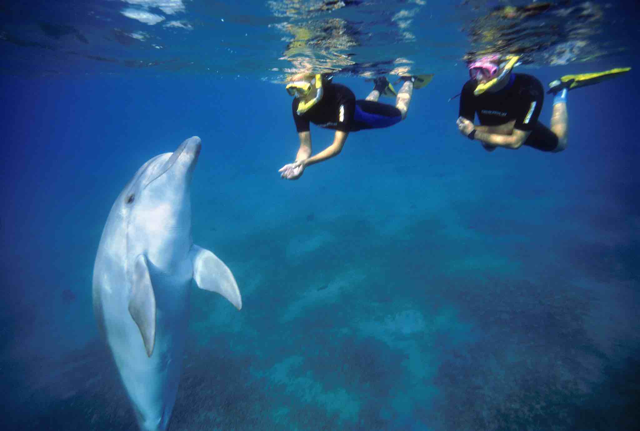 Illustrative banner: Dolphin Reef Eilat with waves and a dolphin silhouette